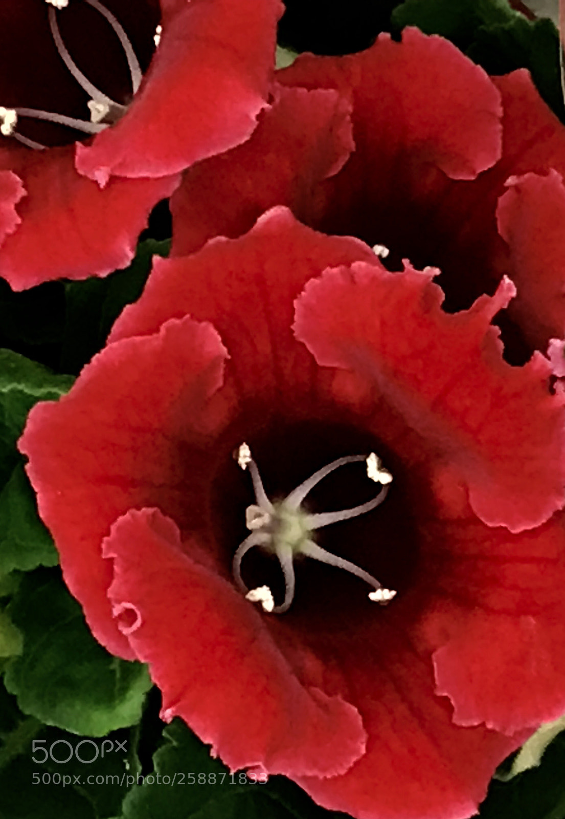 Apple iPhone 7 Plus sample photo. Red photography