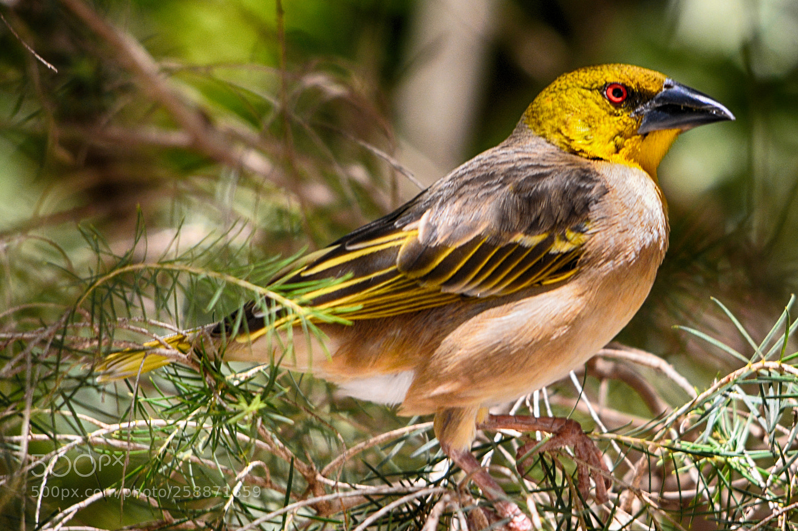 Nikon D5200 sample photo. Vitelline masked weaver photography