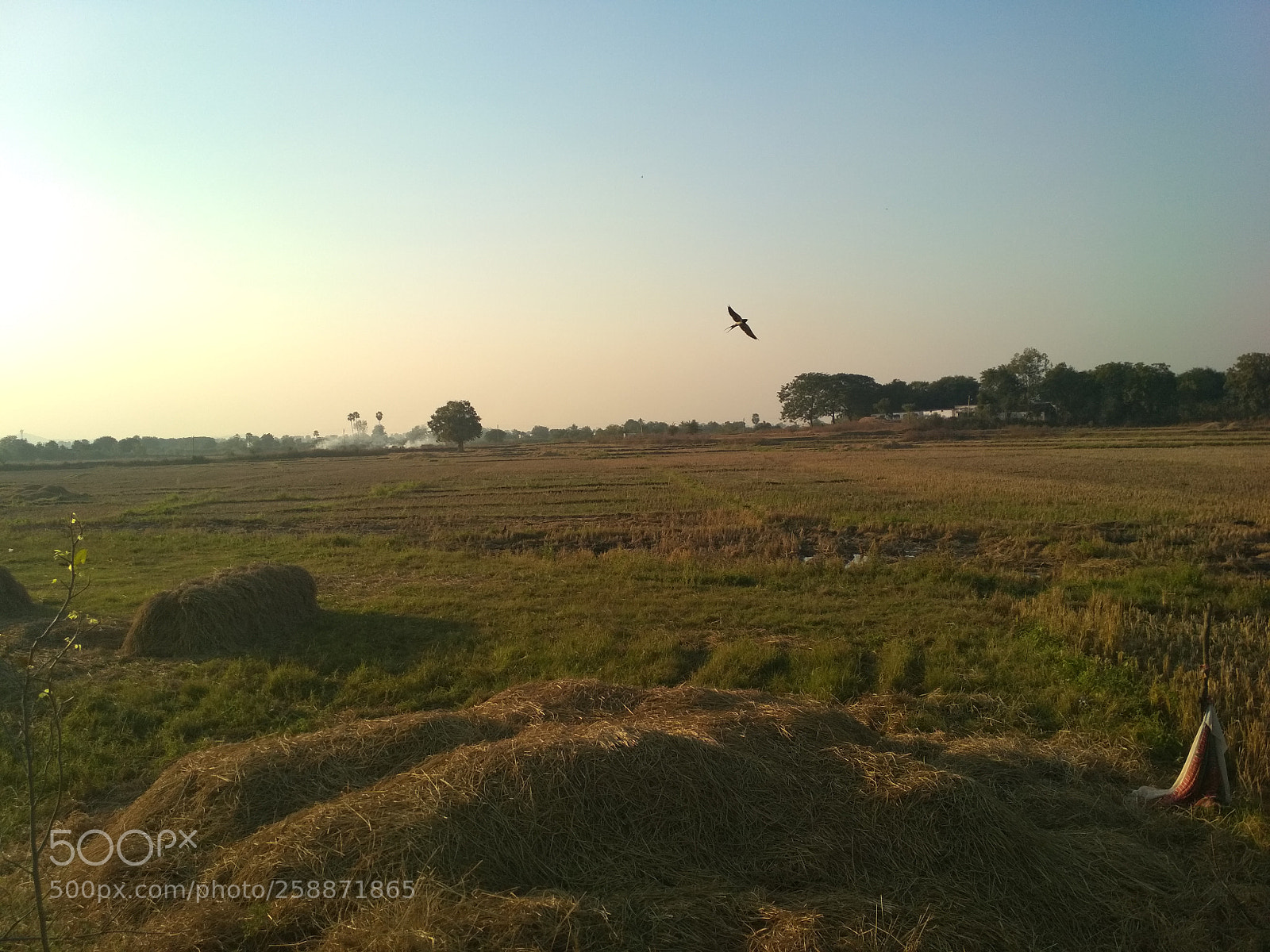 Xiaomi Redmi 4 Pro sample photo. Bird flying image photography