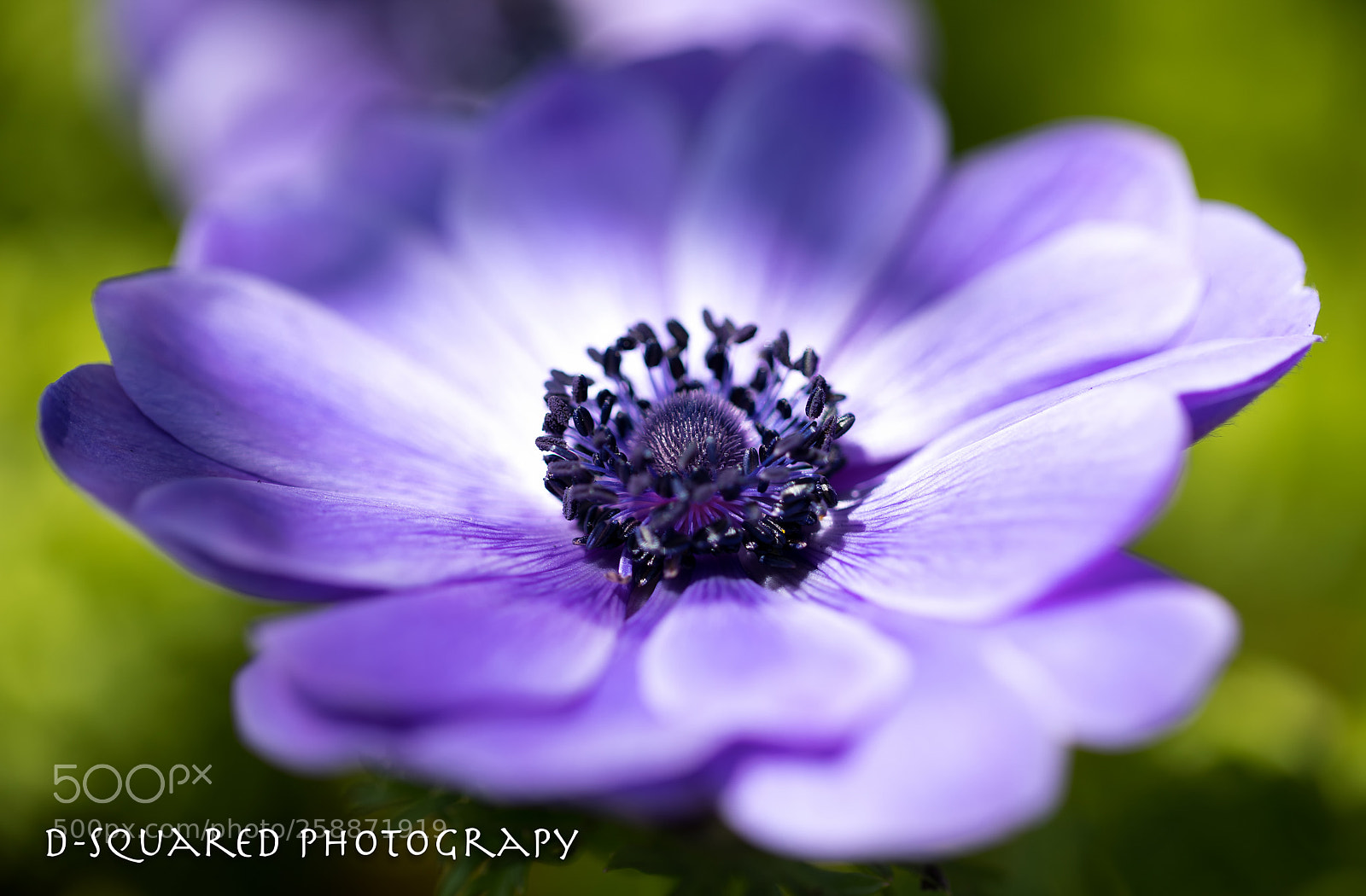 Canon EOS 5D Mark IV sample photo. Botanical flower 1 2018 photography