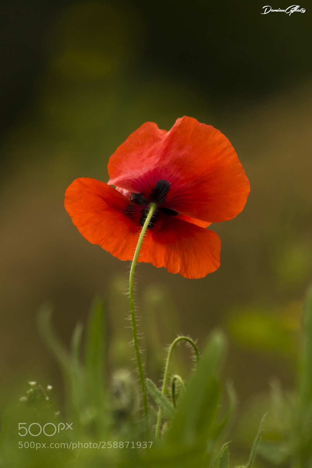 Canon EOS 7D sample photo. Papaver rhoeas photography