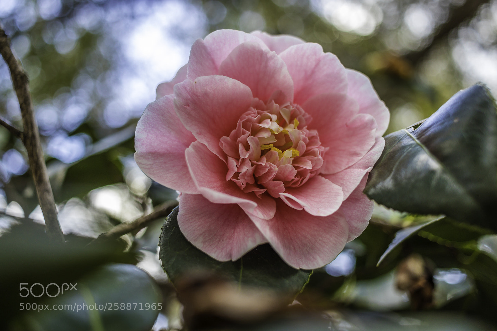 Canon EOS 80D sample photo. 2018-03-25 descanso gardens in photography