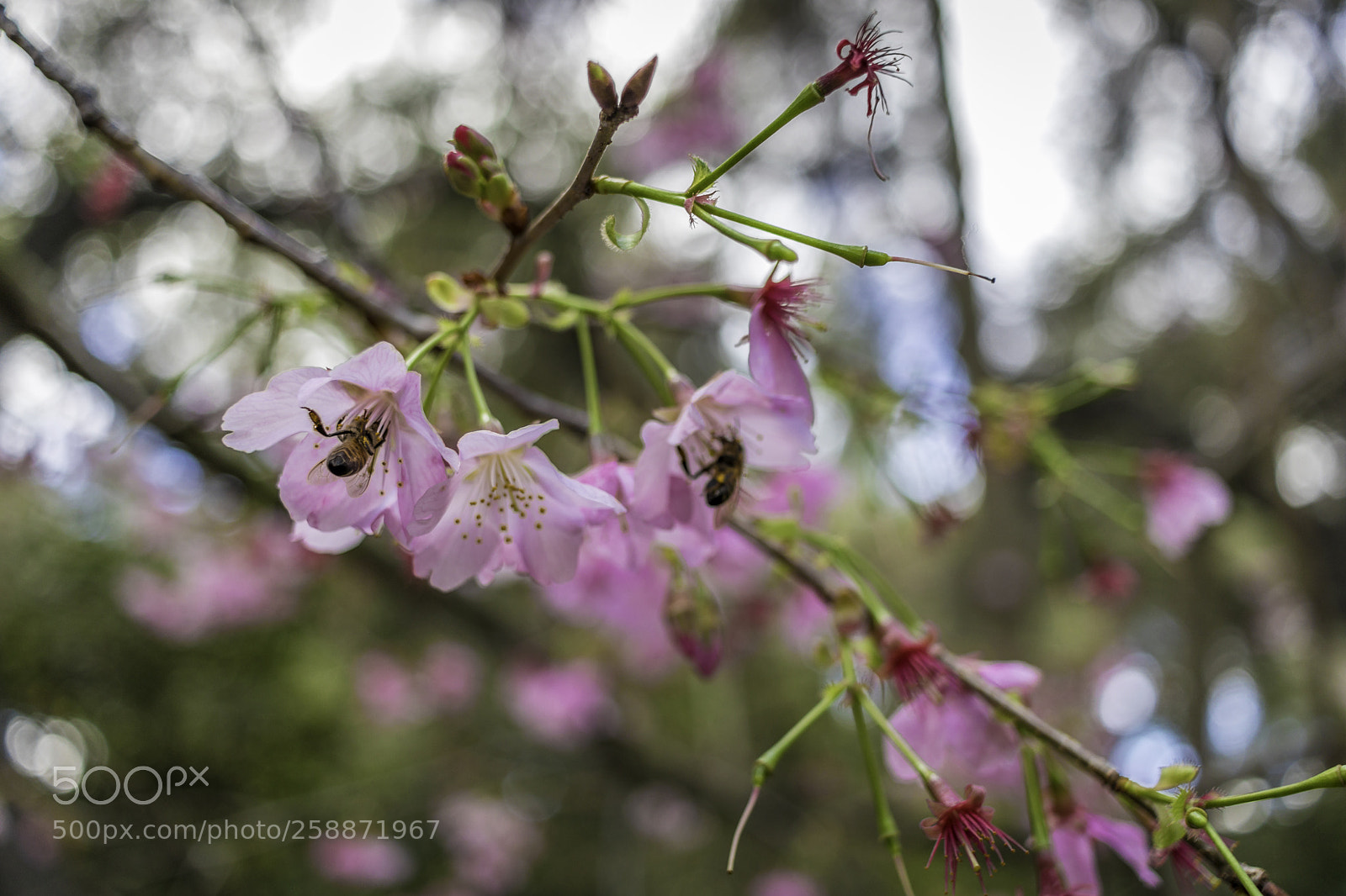 Canon EOS 80D sample photo. 2018-03-25 descanso gardens in photography