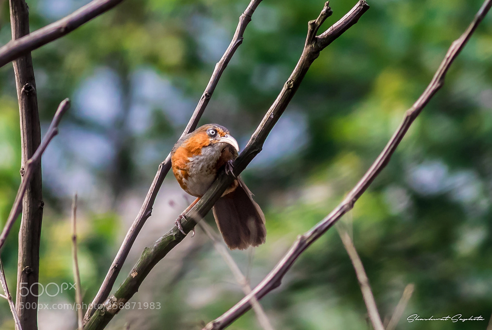 Canon EOS 7D Mark II sample photo. The rusty babbler photography