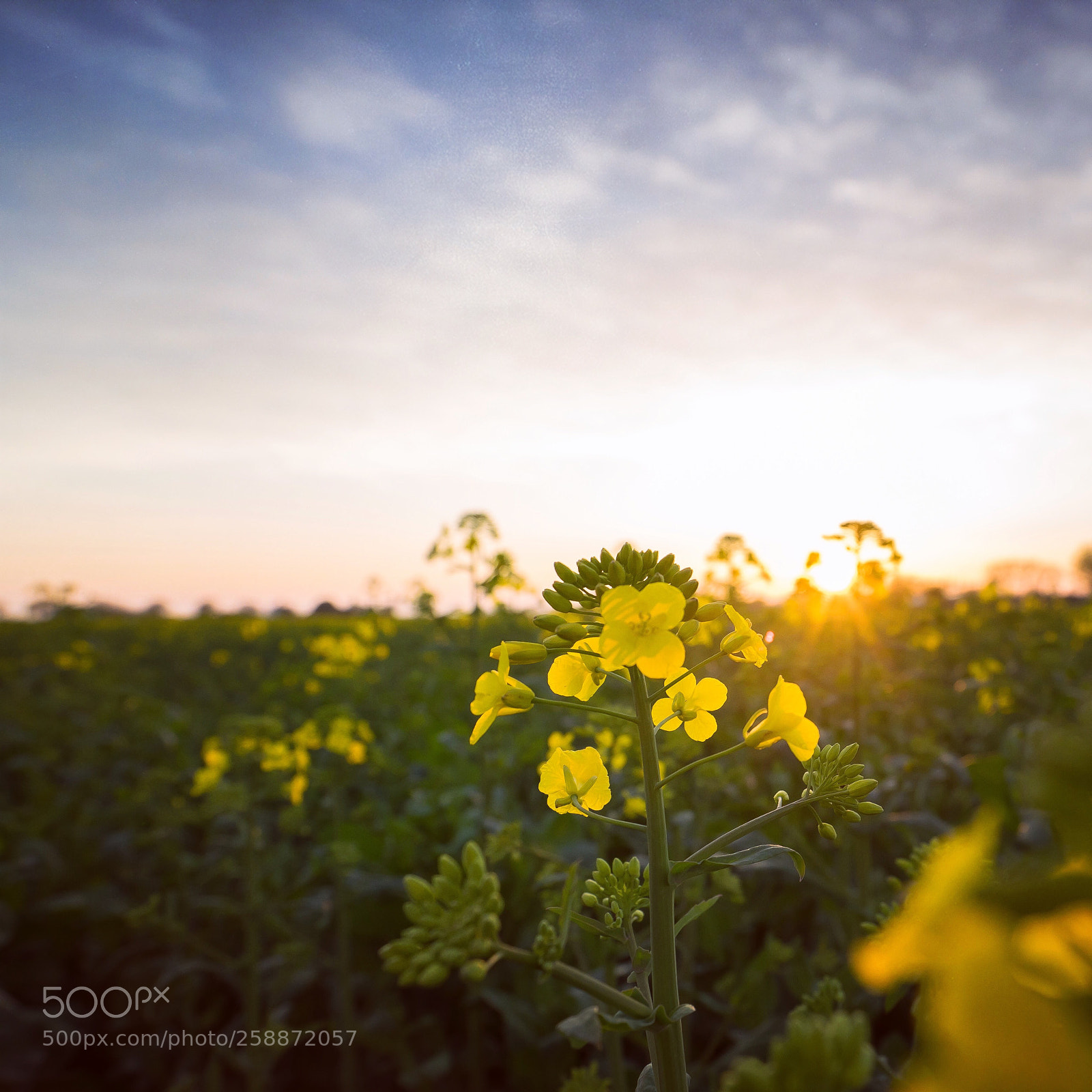 Sony a7 II sample photo. Untitled photography