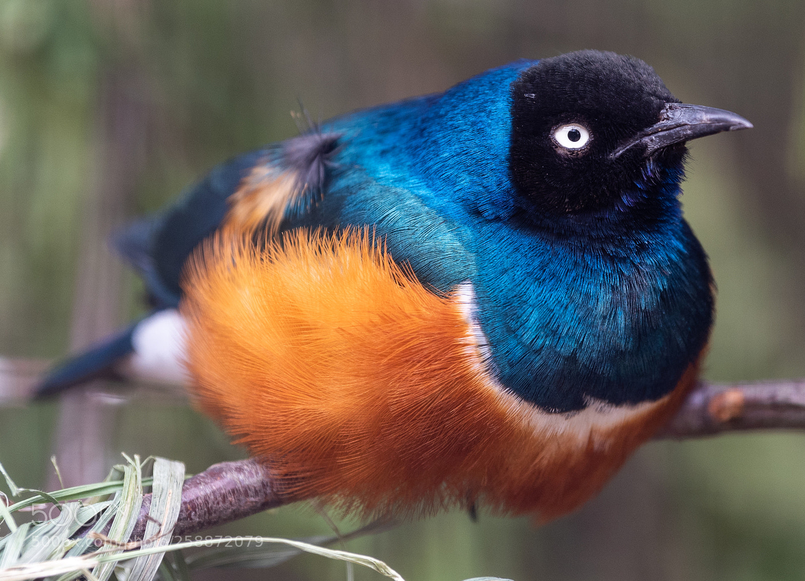 Nikon D810 sample photo. Superb starling photography