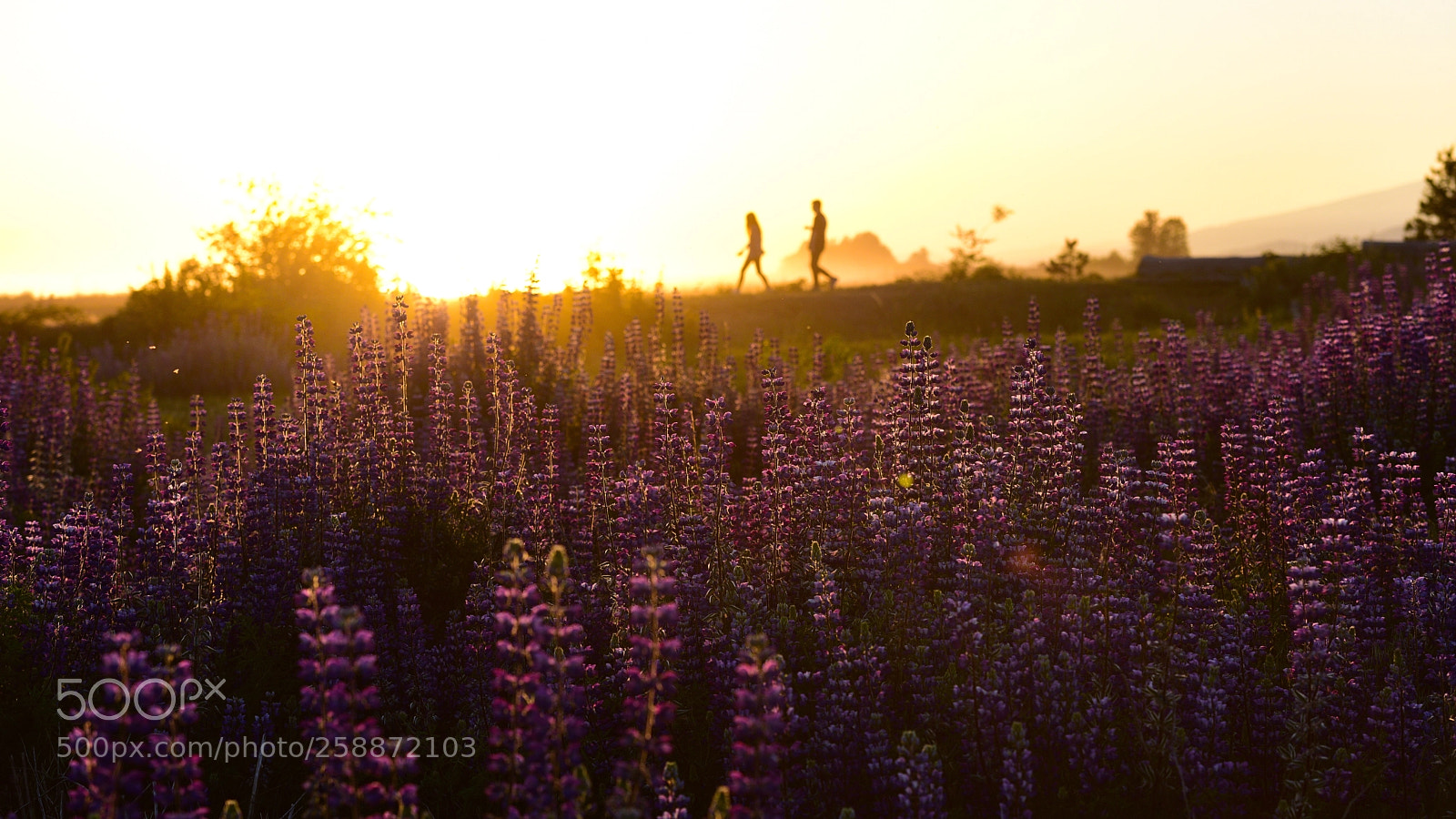 Nikon D810 sample photo. In full bloom photography