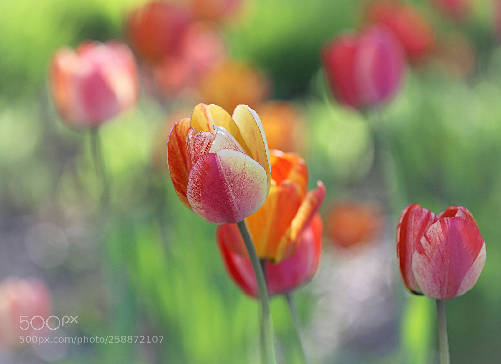 Canon EOS 6D Mark II sample photo. Bokehlicious tulips photography
