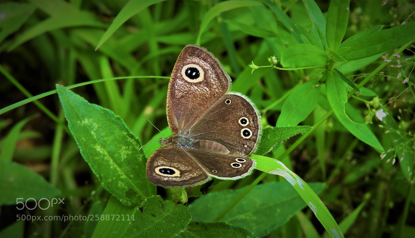Nikon Coolpix B700 sample photo. Ypthima huebneri  ( male ) photography