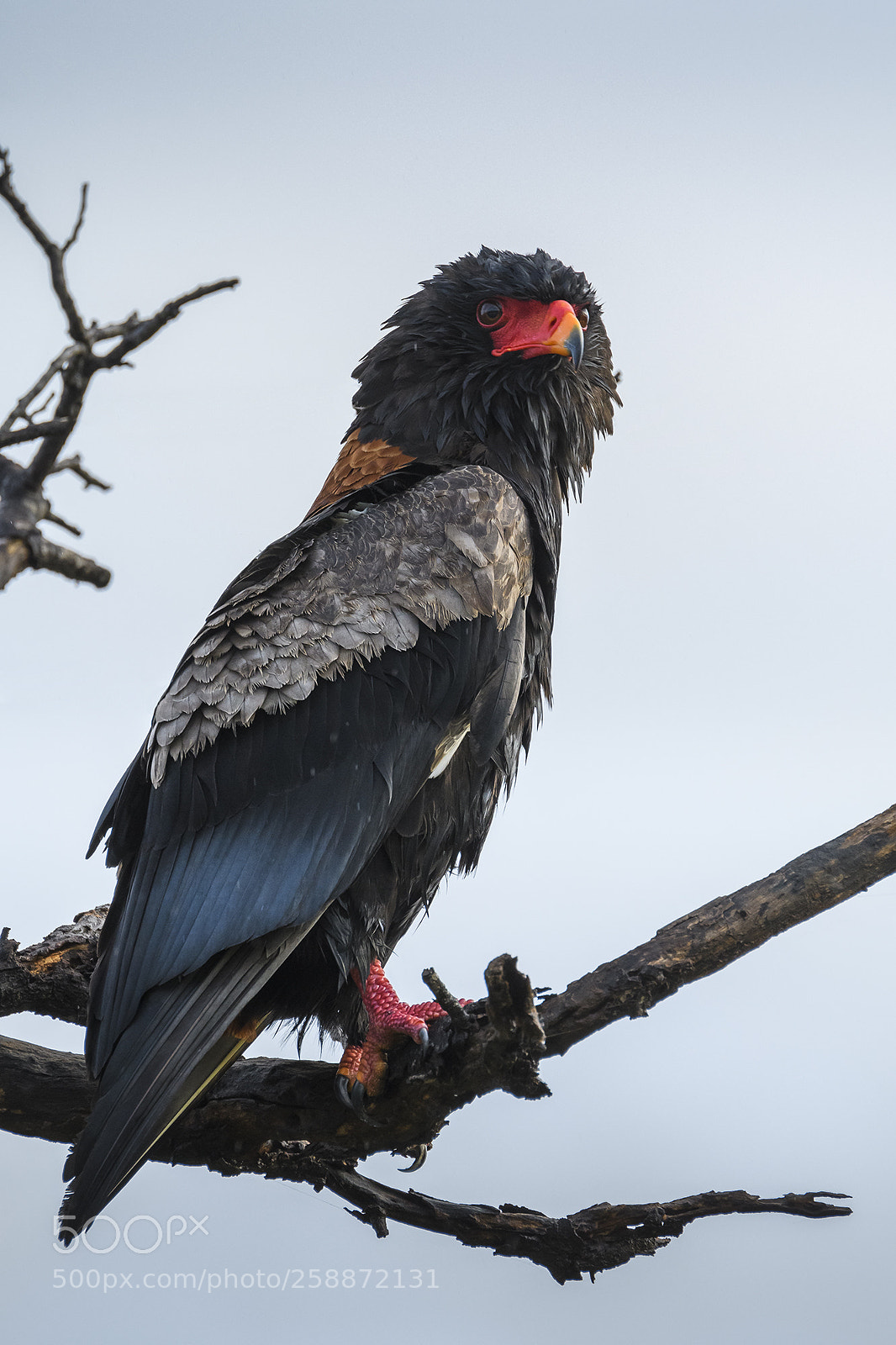 Nikon D500 sample photo. Bateleur photography