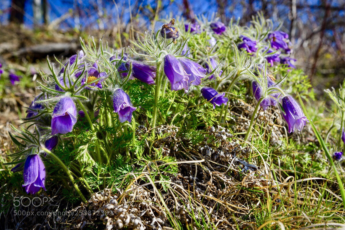 Nikon D610 sample photo. *** photography