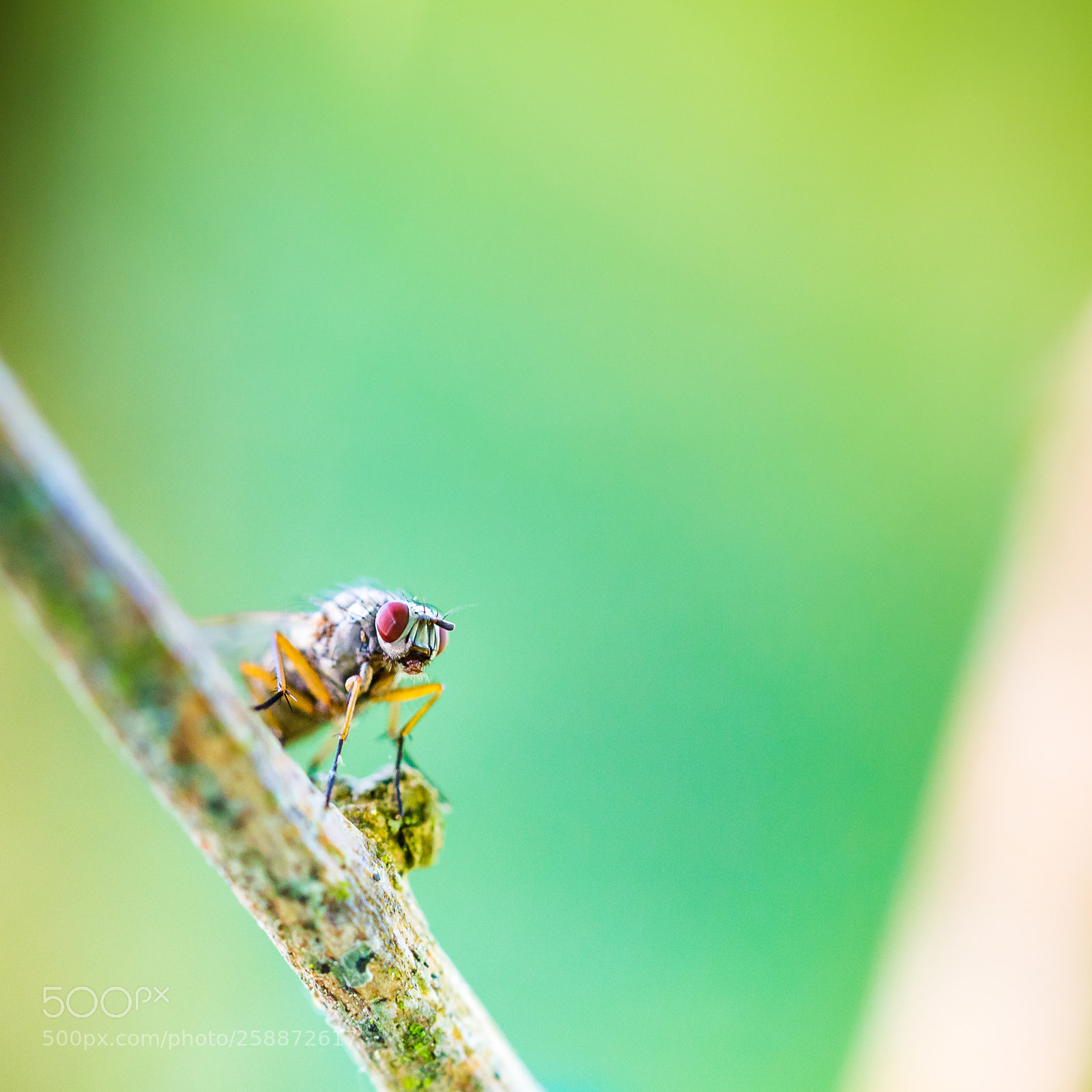 Canon EOS 6D sample photo. Macro in nature photography