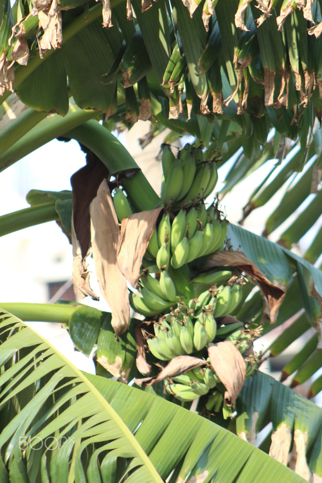 Canon EF 75-300mm f/4-5.6 sample photo. Banana picture photography