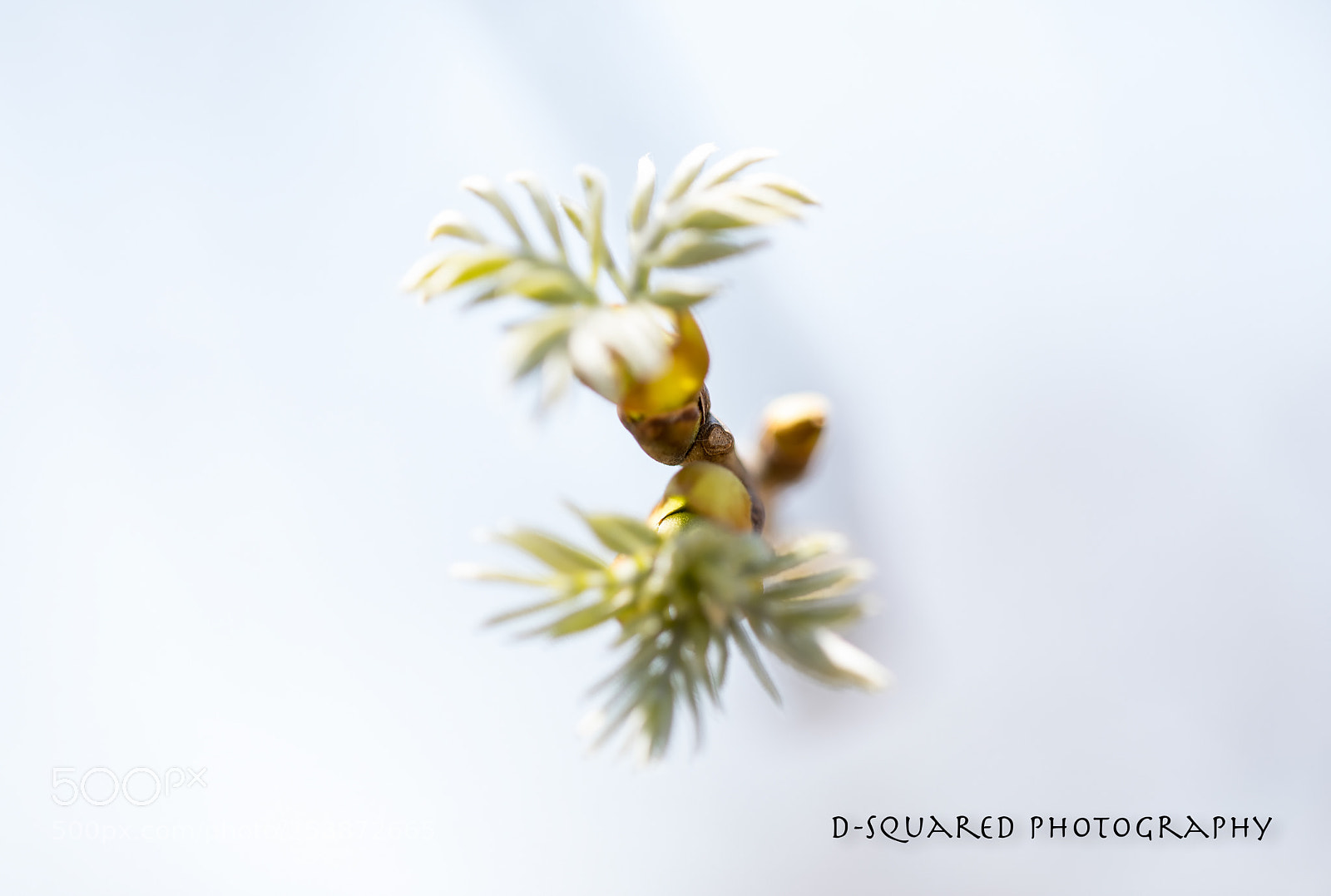 Canon EOS 5D Mark IV sample photo. Botanical photography