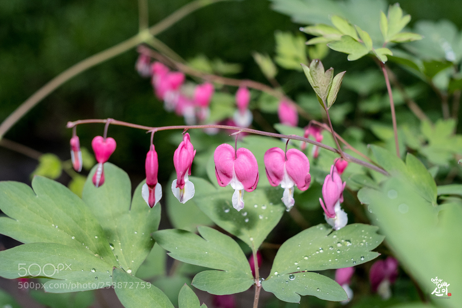 Fujifilm X-T2 sample photo. Bleeding-heart photography