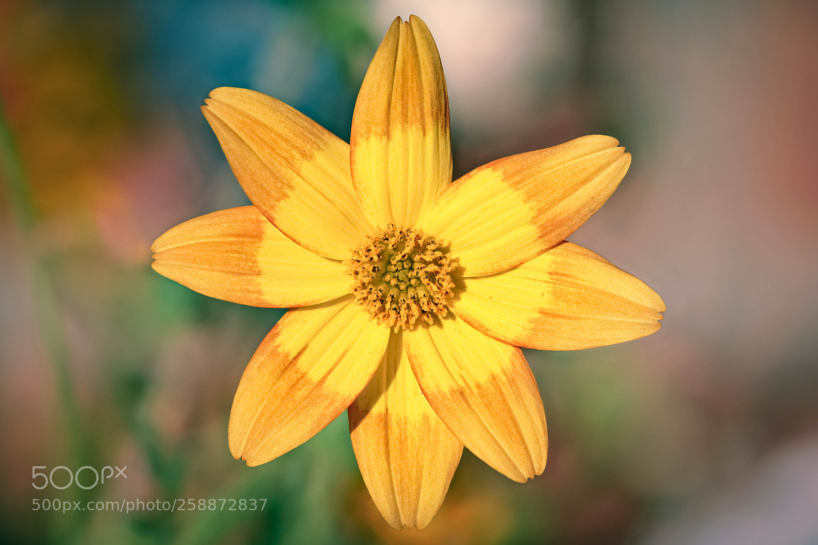 Sony a6000 sample photo. Flower photography