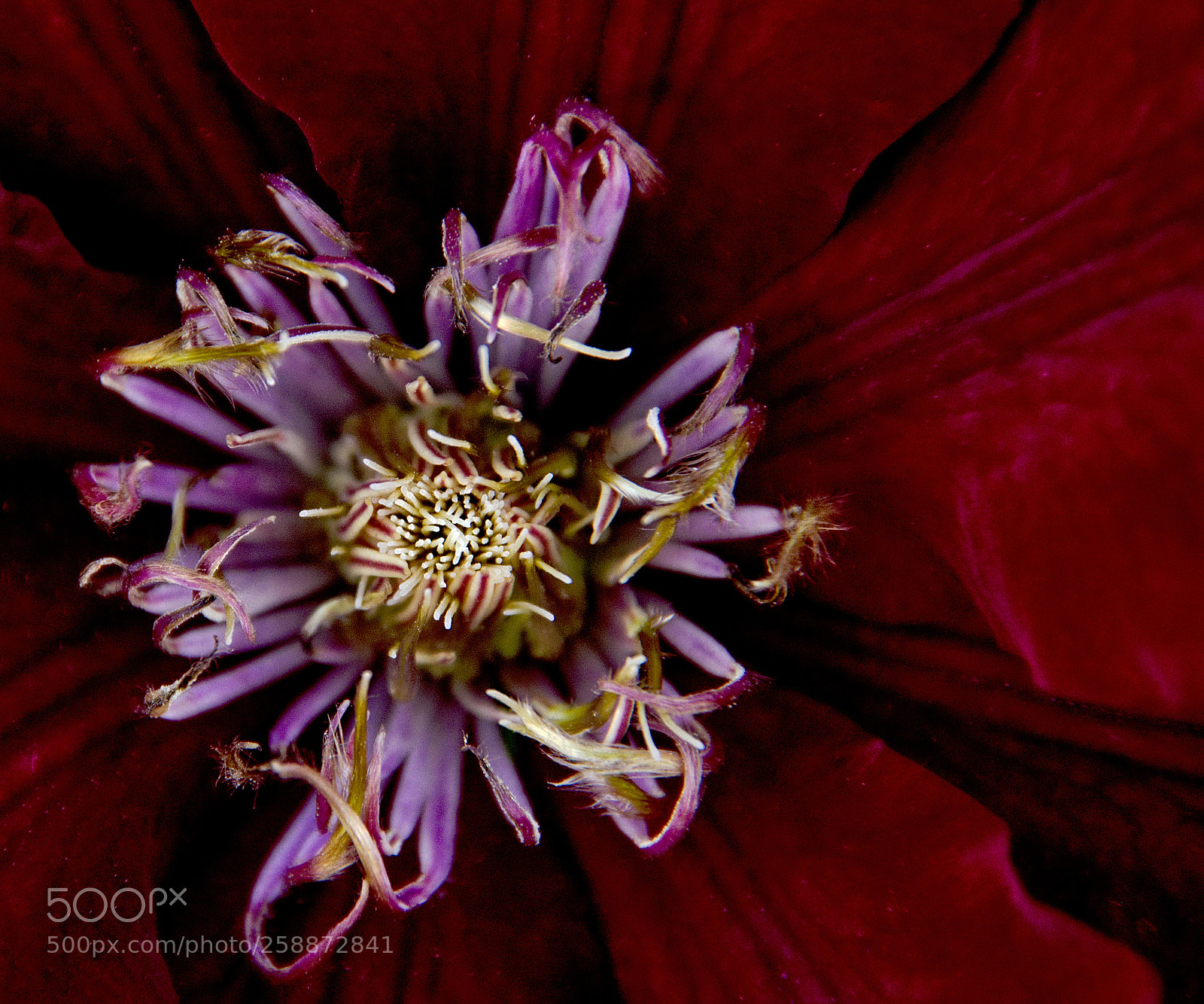 Nikon D7200 sample photo. Dee's clematis photography