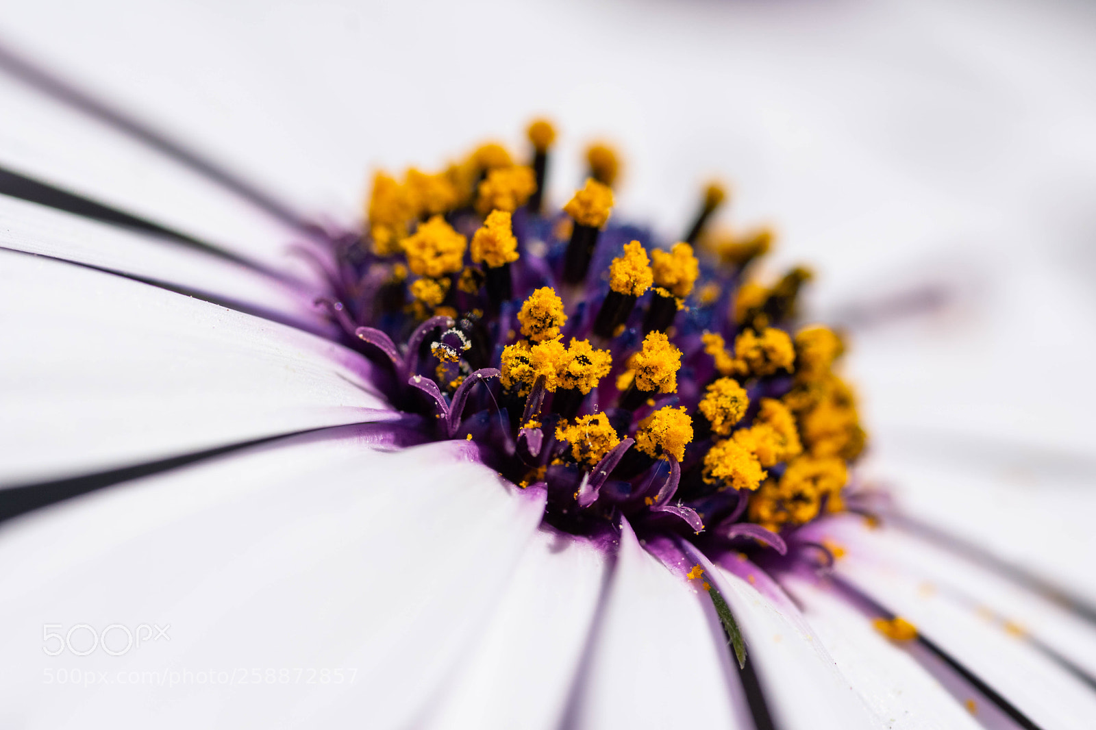 Sony a6000 sample photo. Flower photography