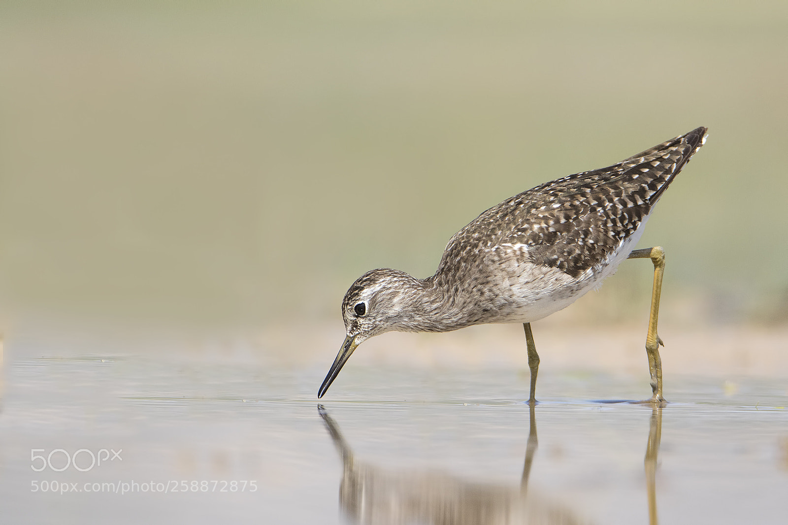 Canon EOS 7D Mark II sample photo. Wood sandpiper - orman photography