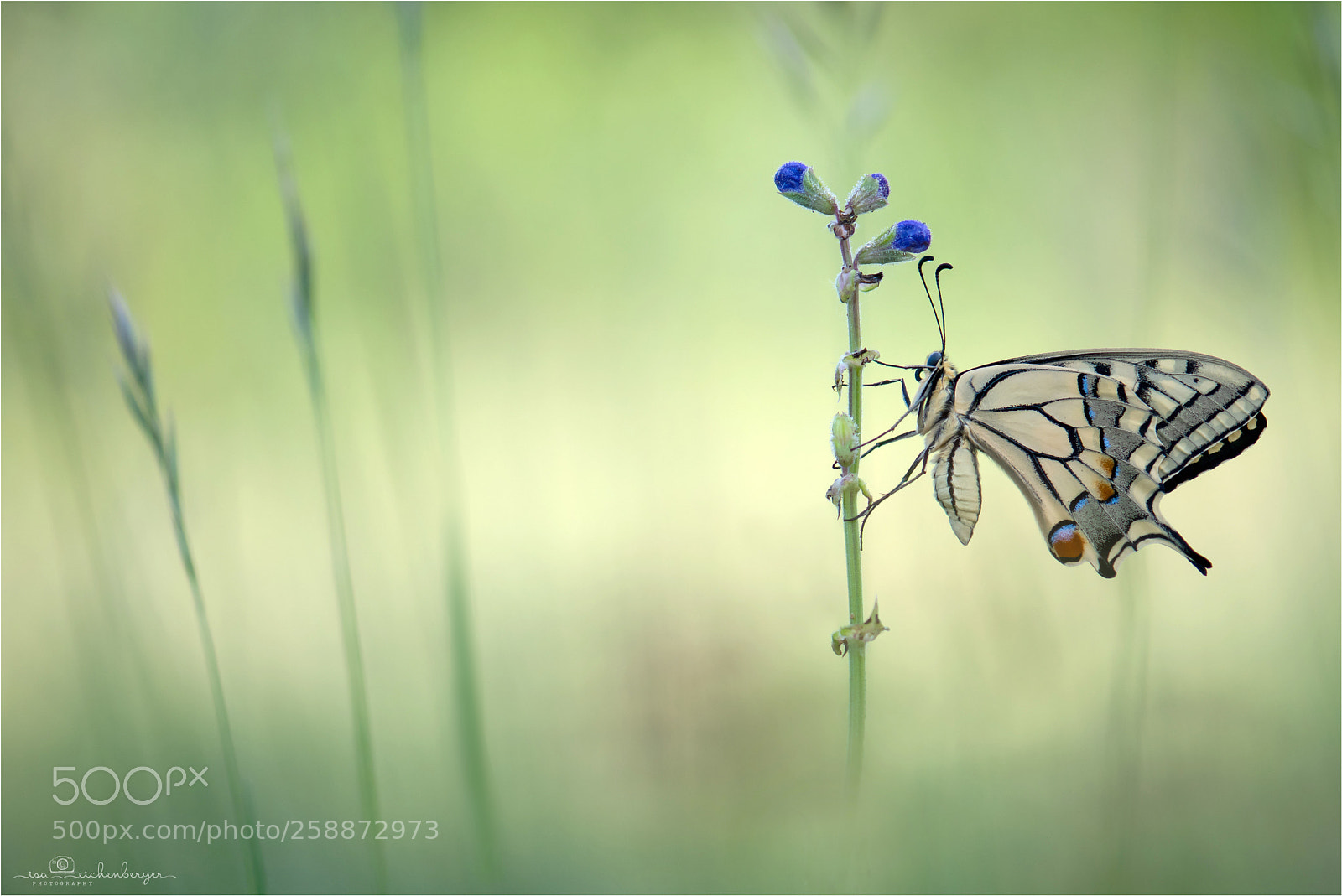 Nikon D850 sample photo. Papilio machaon photography