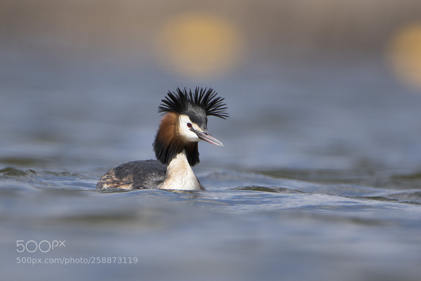 Canon EOS 7D Mark II sample photo. Bahri » great crested grebe photography
