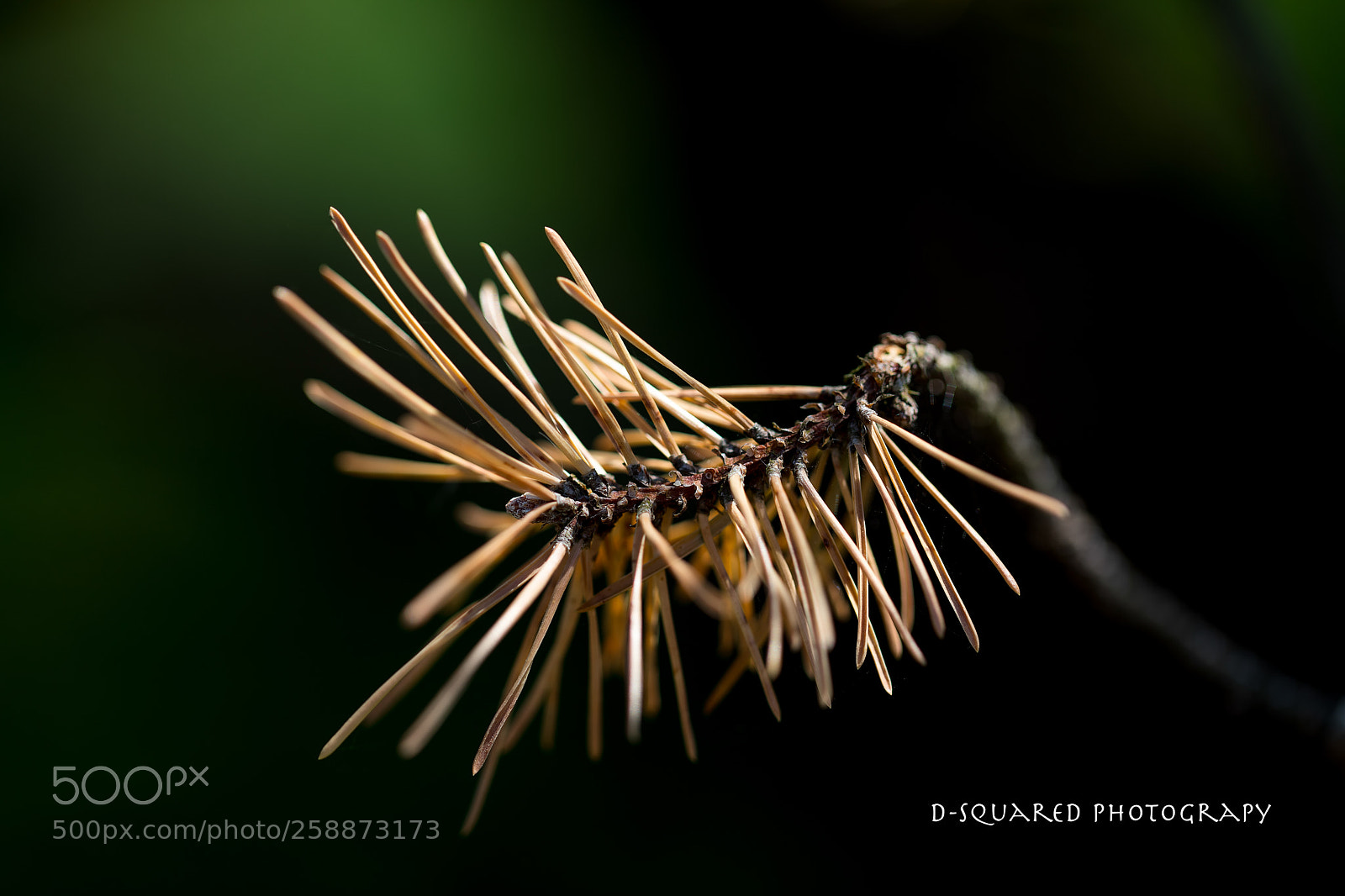 Canon EOS 5D Mark IV sample photo. Botanical photography