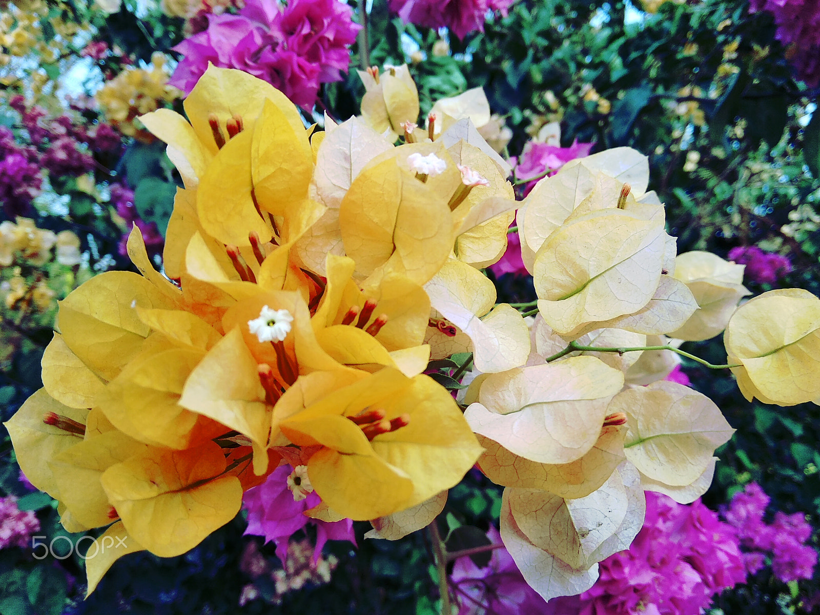 Xiaomi Redmi 5A sample photo. Floral beauty photography