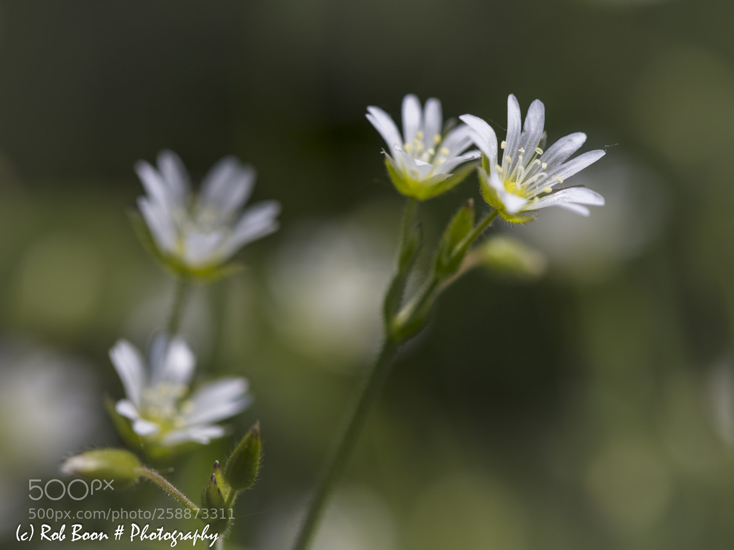Canon EOS 5DS sample photo. Hoornbloem photography
