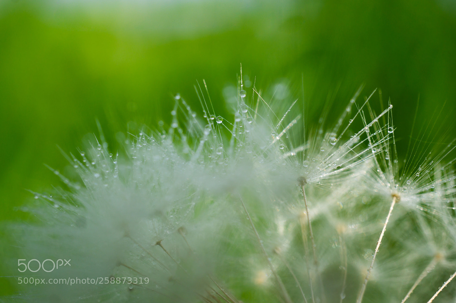 Sony a6000 sample photo. Summer drops photography
