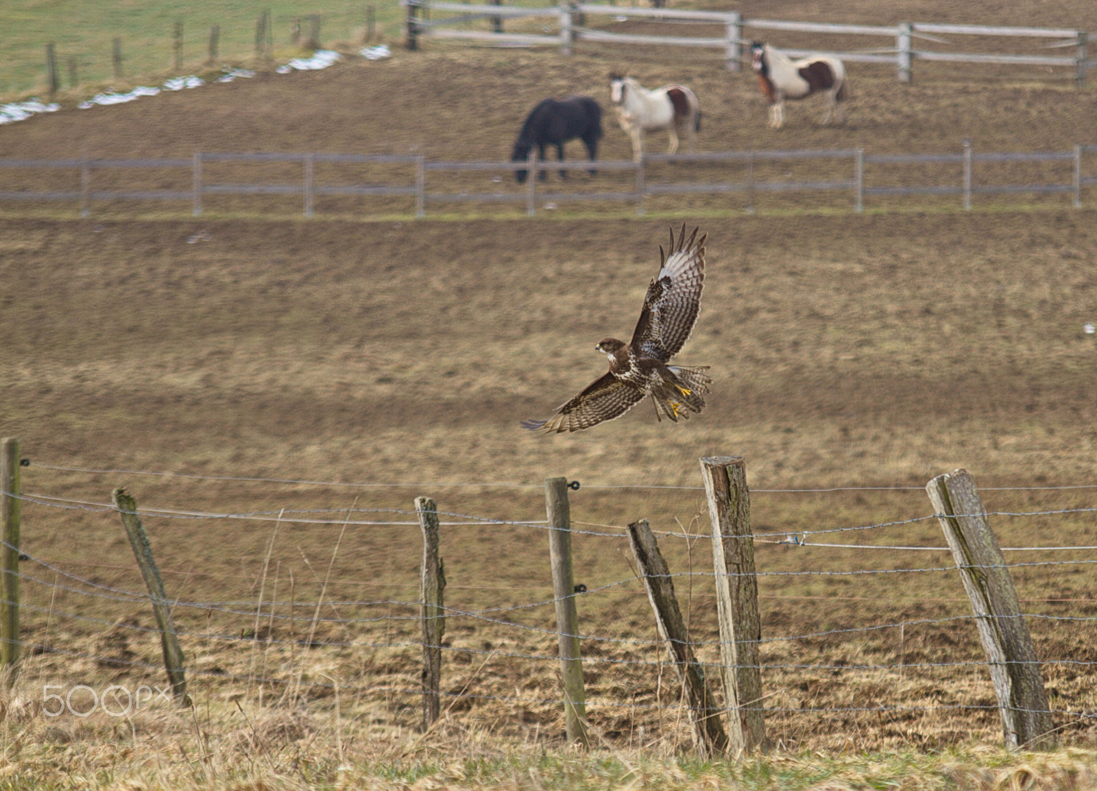 Sigma 70-200mm F2.8 EX DG OS HSM sample photo. 1.jpg photography