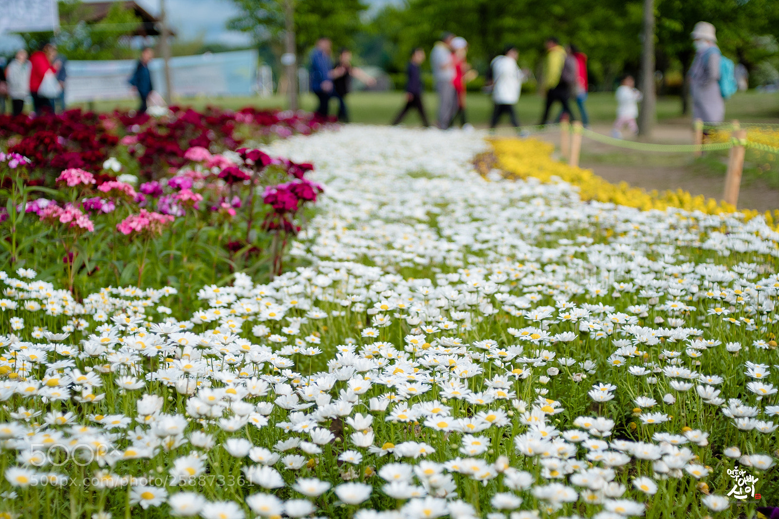 Fujifilm X-T2 sample photo. Flower road photography
