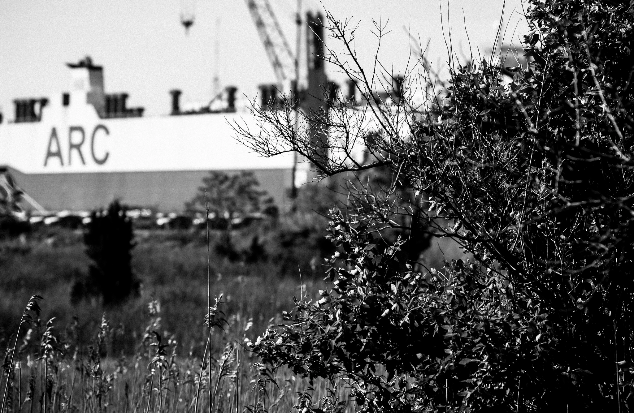 Nikon D1X sample photo. Waiting in the weeds photography