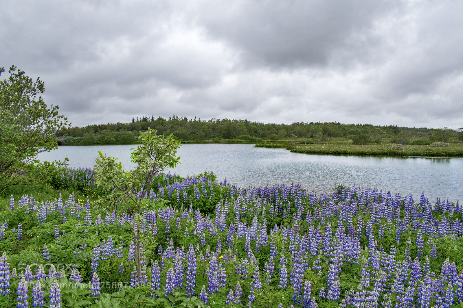 Nikon D3300 sample photo. Lupines taking over hei photography