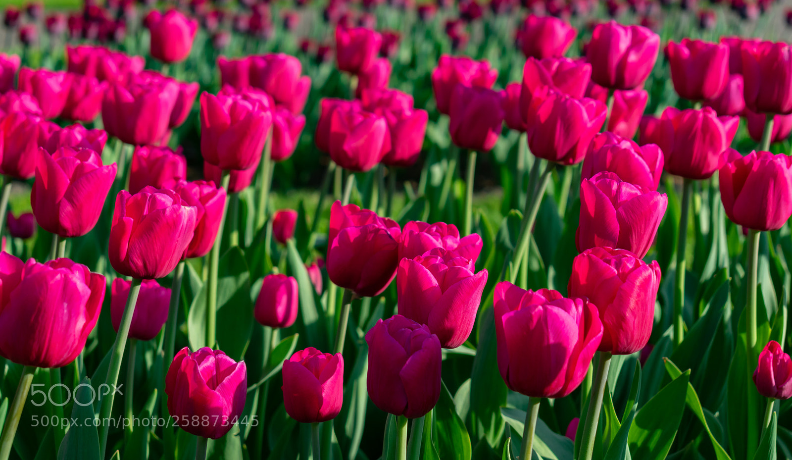 Nikon D3400 sample photo. Tulips photography