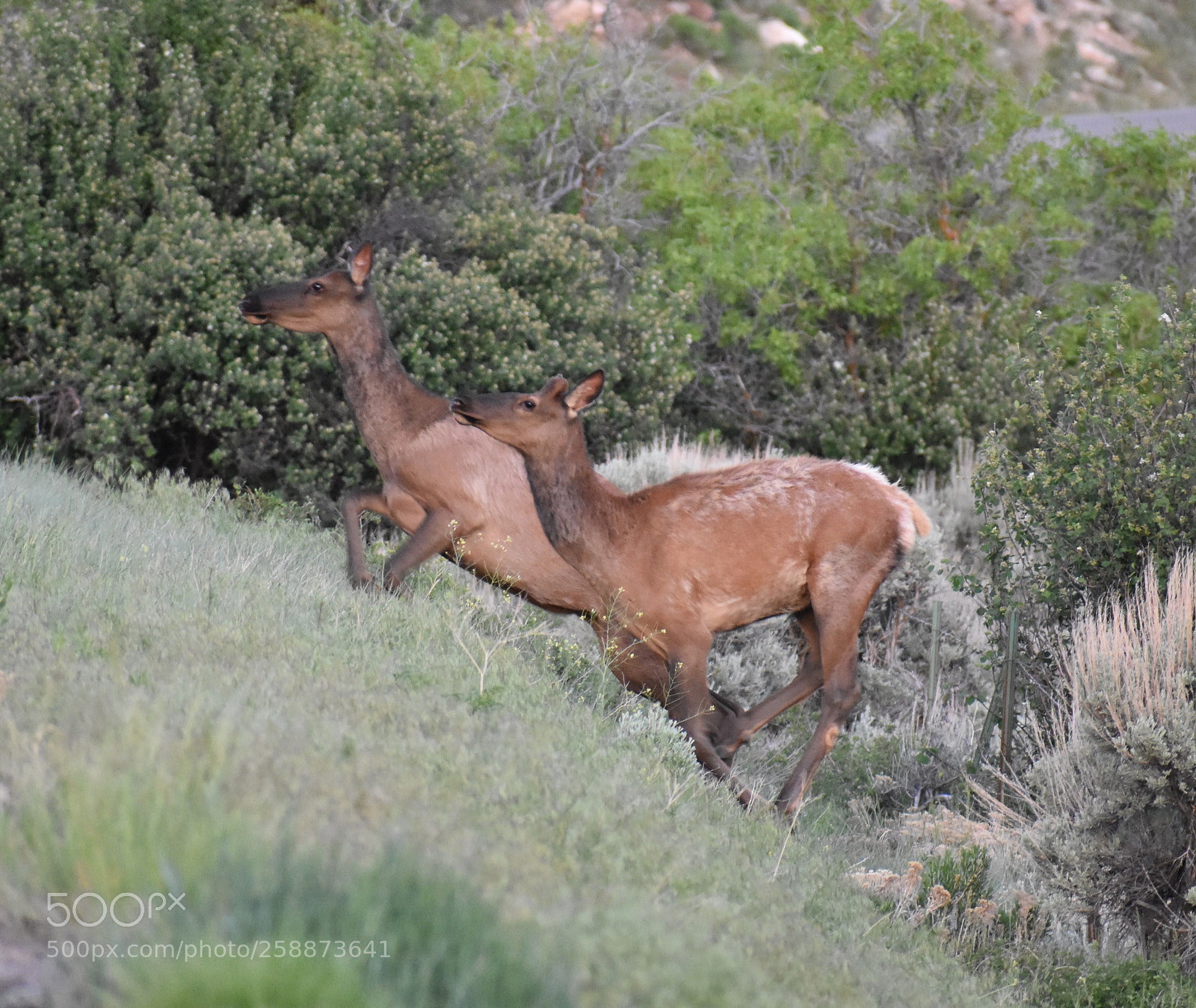 Nikon D3400 sample photo. Colorado wildlife  photography