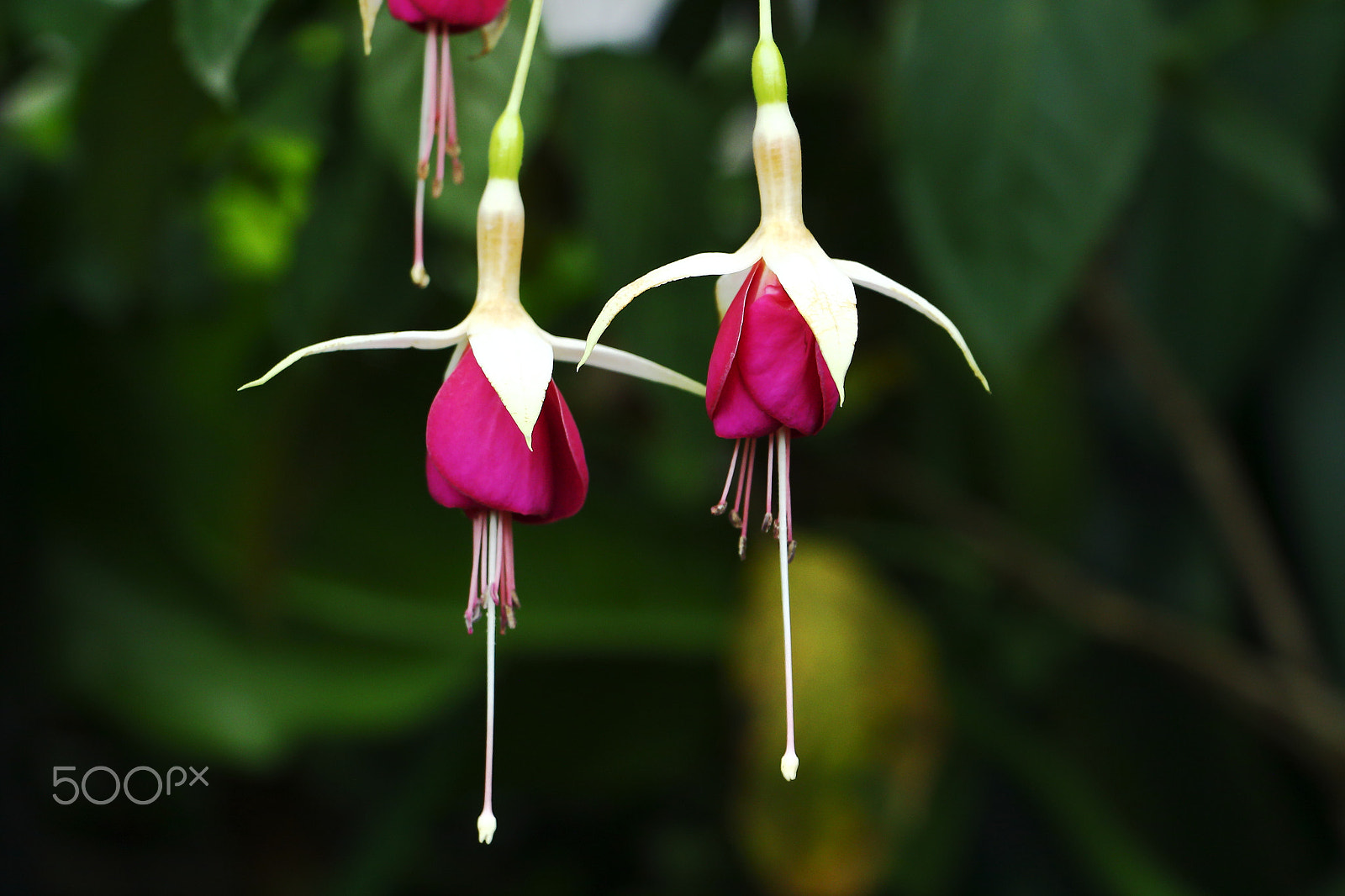 Canon EOS 650D (EOS Rebel T4i / EOS Kiss X6i) sample photo. Upside down photography