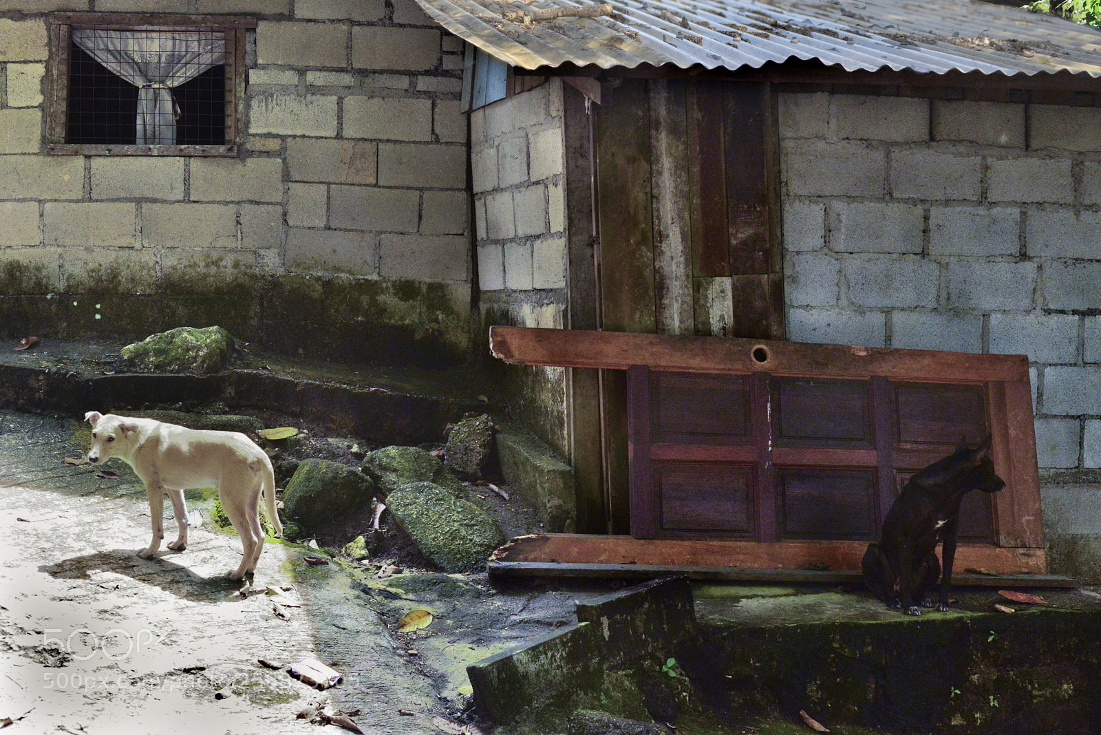 Nikon D600 sample photo. Black dog - white photography
