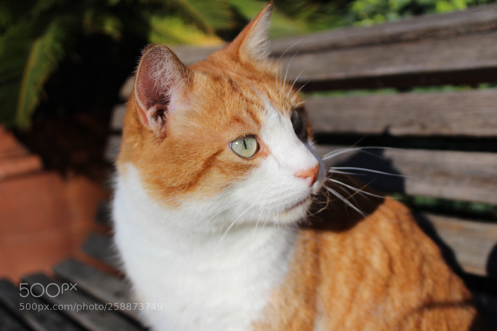 Canon EOS 1300D (EOS Rebel T6 / EOS Kiss X80) sample photo. Gatto rosso photography