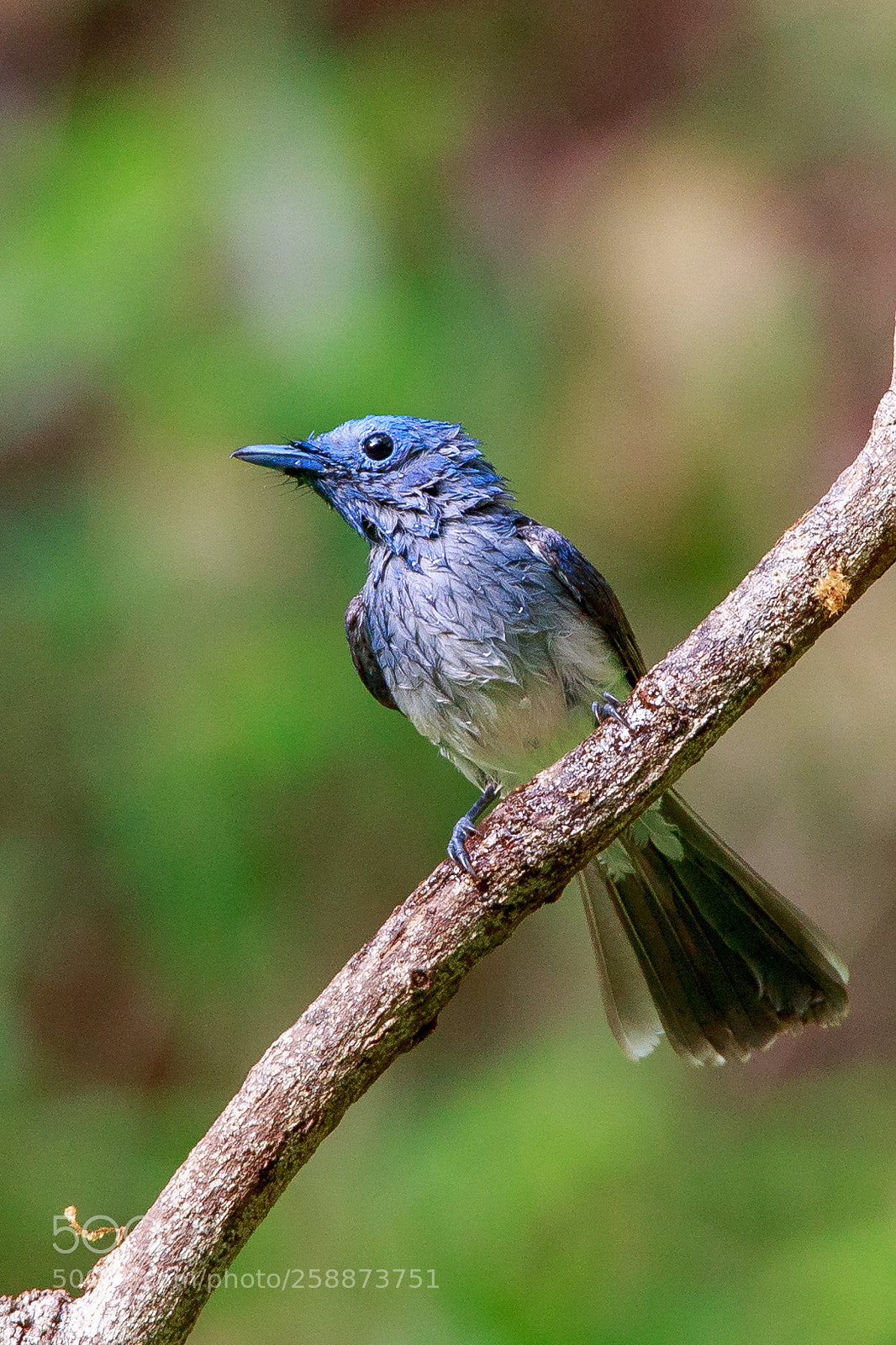Canon EOS 6D sample photo. Black naped monarch photography