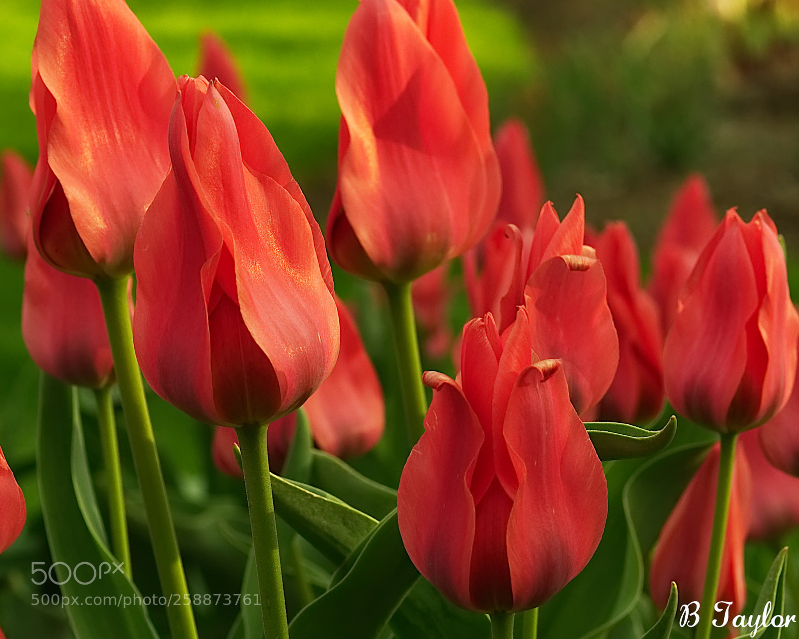 Sony SLT-A57 sample photo. Tulips ready photography