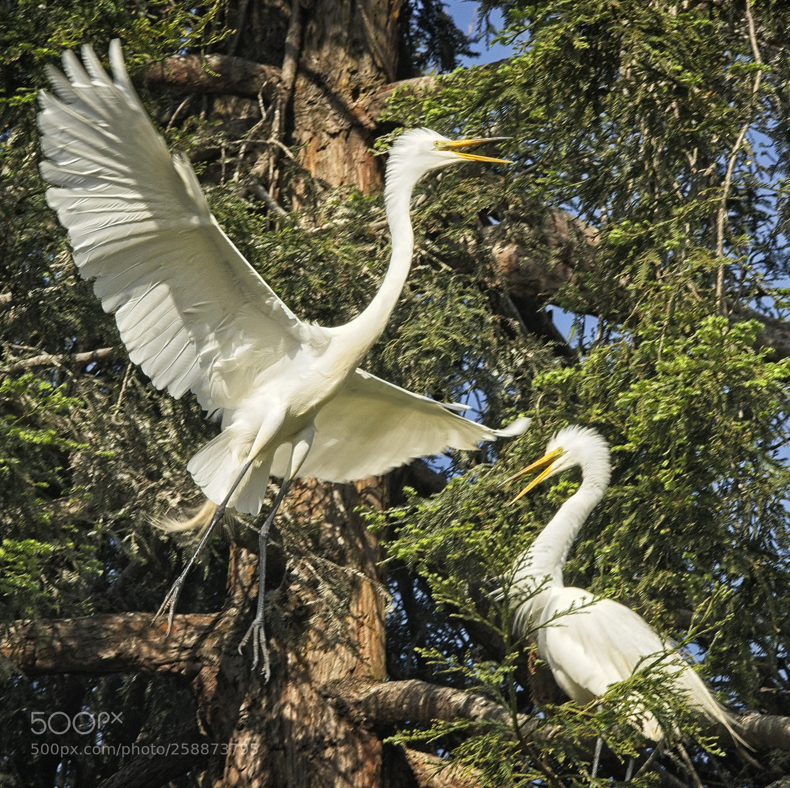 Sony a7R II sample photo. Hey...i'm flying here! photography