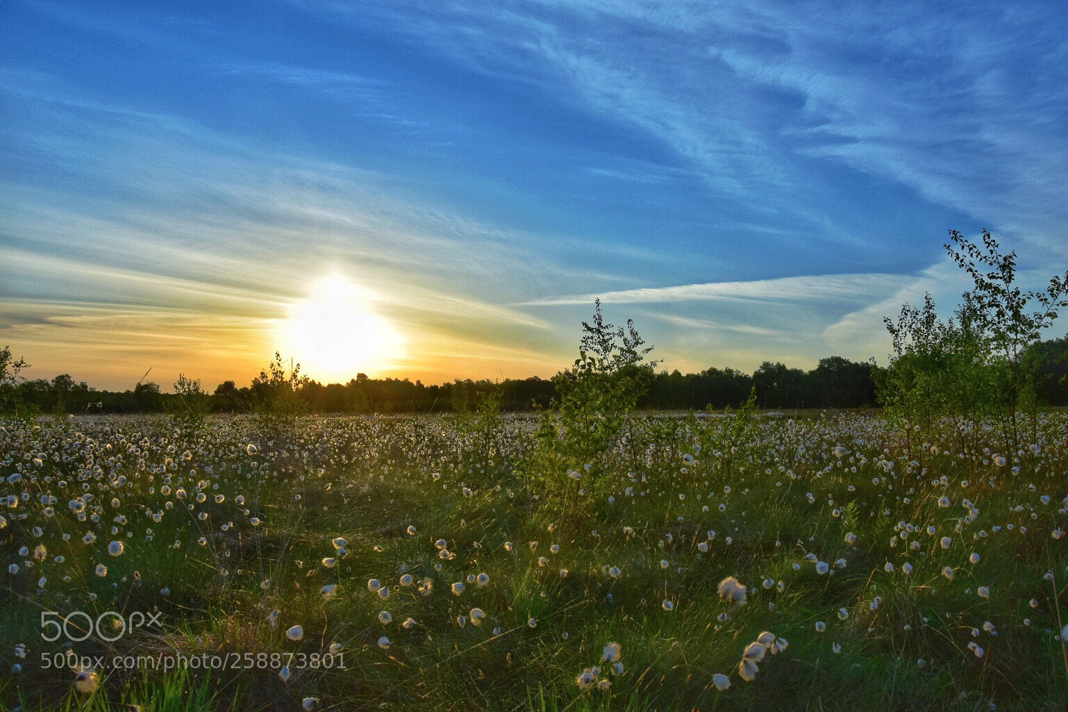 Nikon D5600 sample photo. In the morning  photography