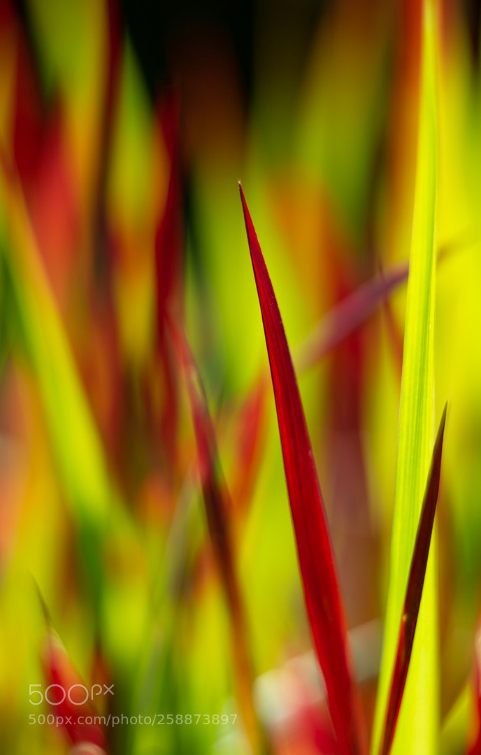 Canon EOS 6D sample photo. Untitled photography