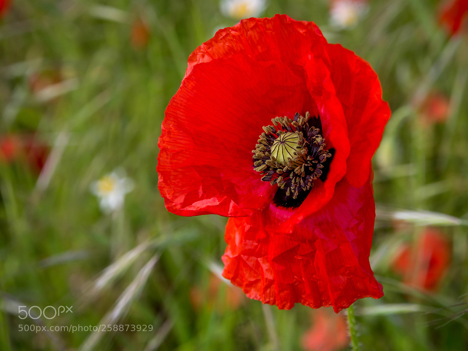 Olympus OM-D E-M5 sample photo. Poppy photography