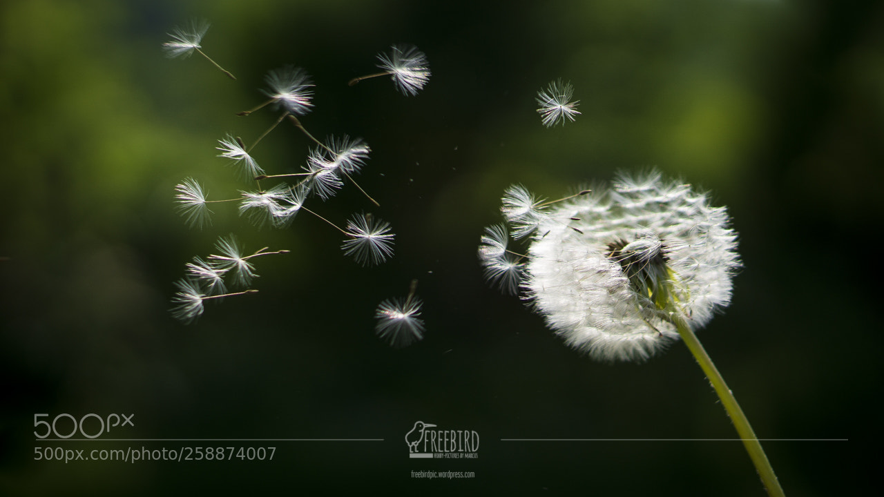 Sony a6000 sample photo. Goodbey sweet dandelion photography