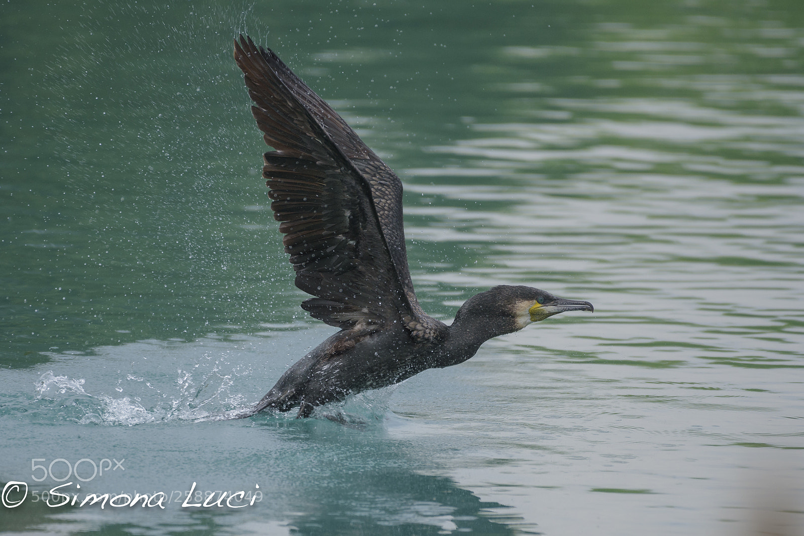 Nikon D750 sample photo. 2018-05-07_110327_7666.jpg photography