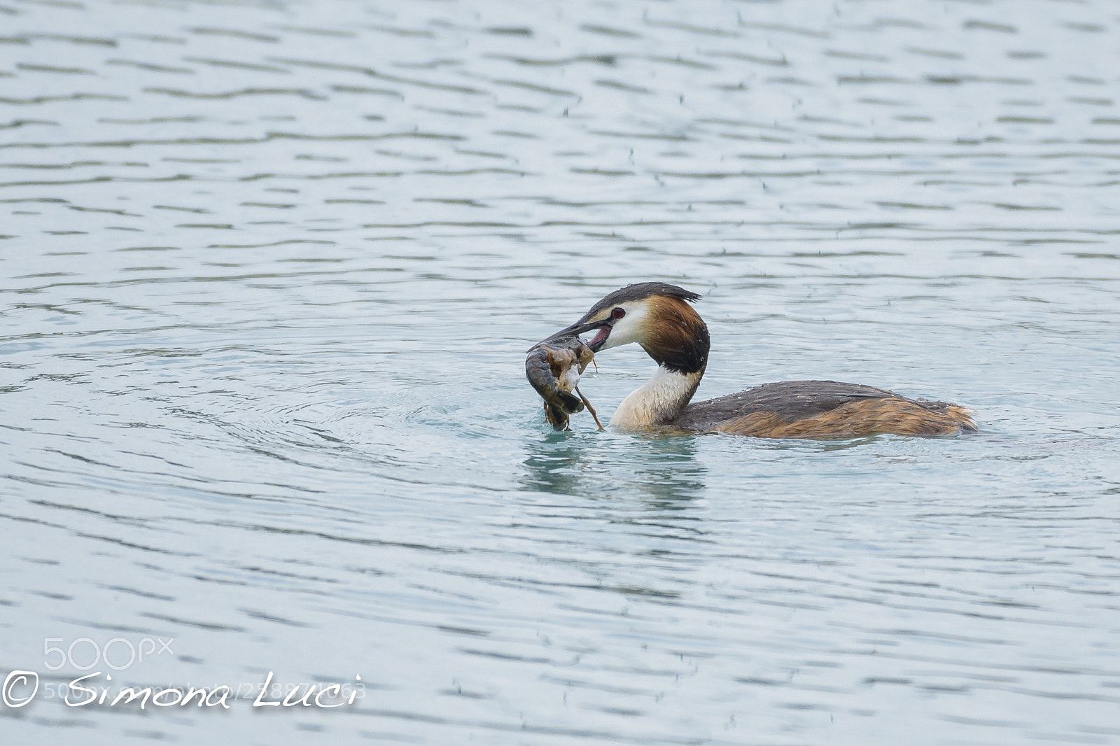 Nikon D750 sample photo. 2018-05-07_133720_7804.jpg photography