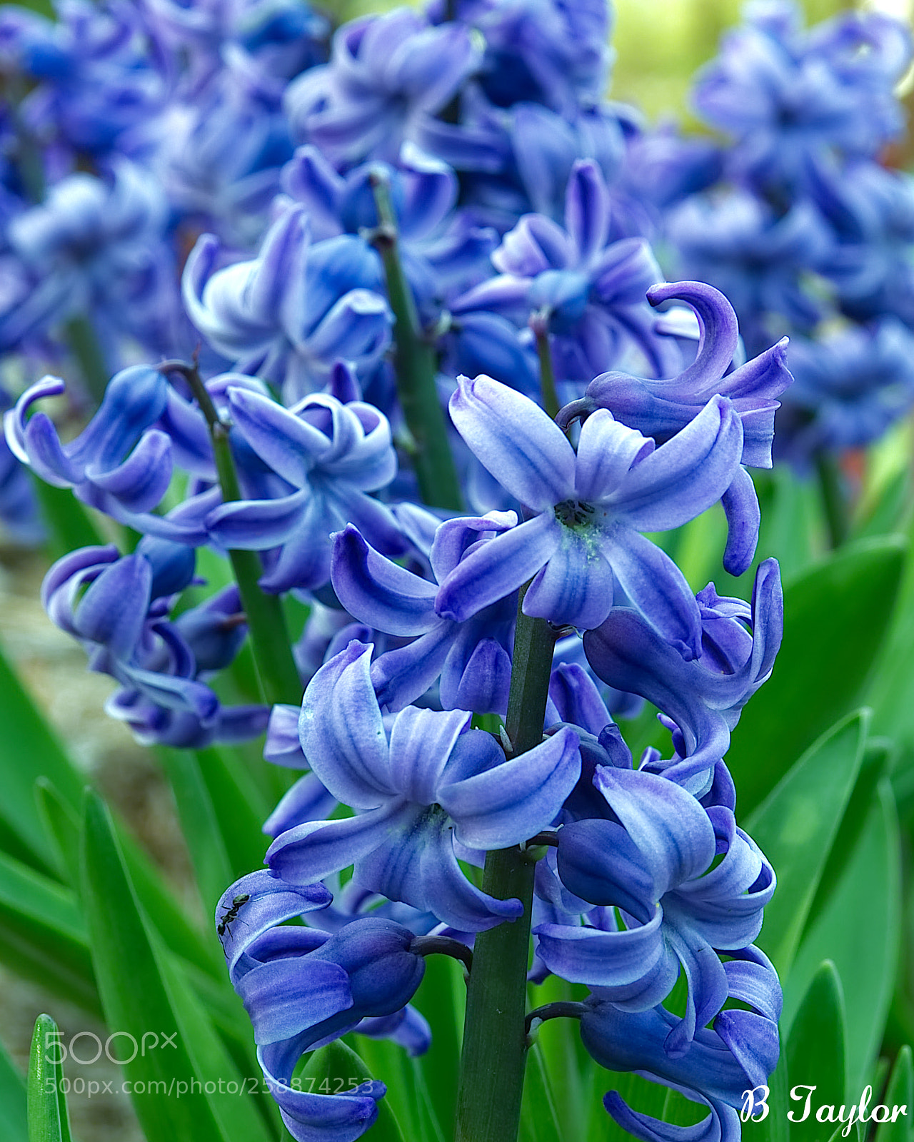 Sony SLT-A57 sample photo. Blue hyacinth photography