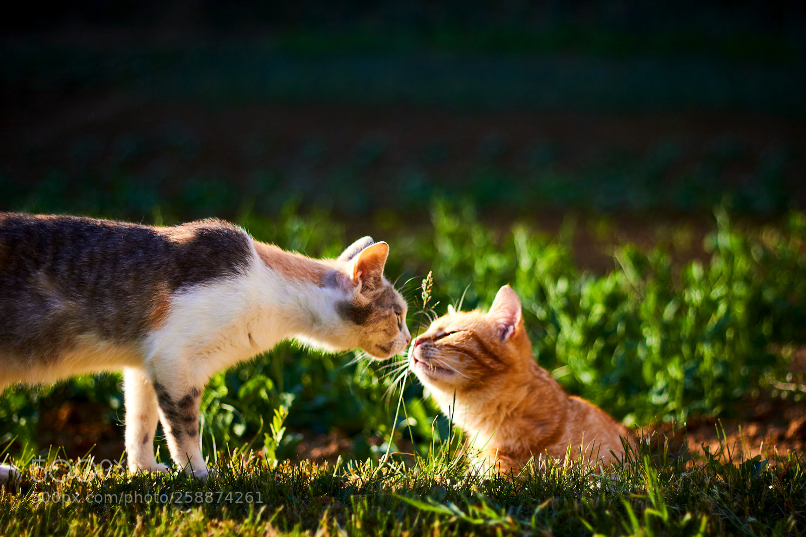 Canon EOS 550D (EOS Rebel T2i / EOS Kiss X4) sample photo. Mycats m&m photography