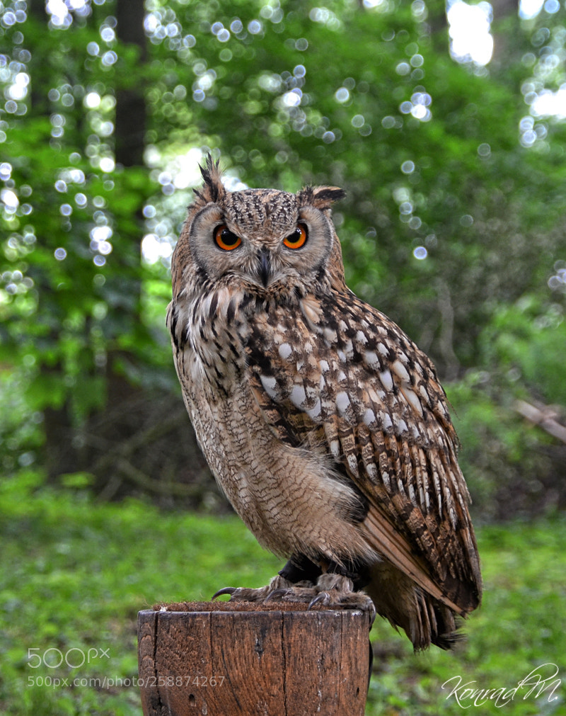 Nikon D5100 sample photo. Owl photography